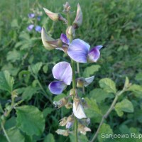 Crotalaria verrucosa L.